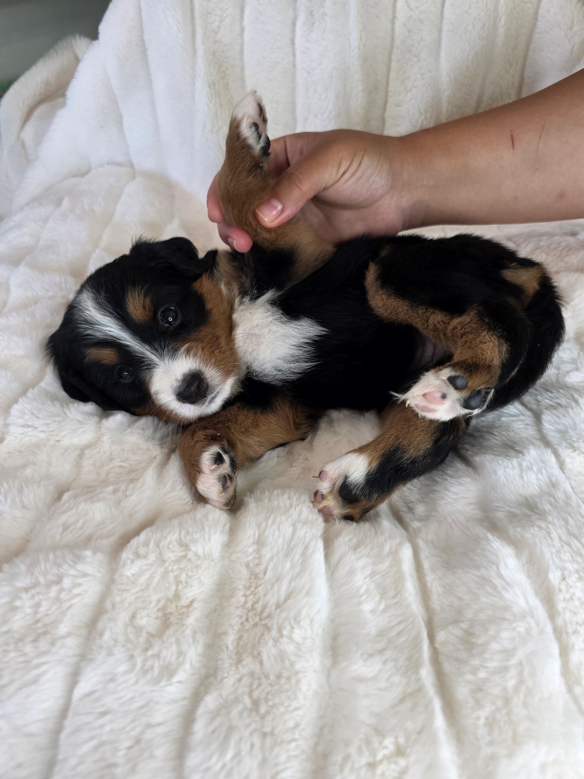 A small puppy lying on a soft white blanket with a hand holding its paw.