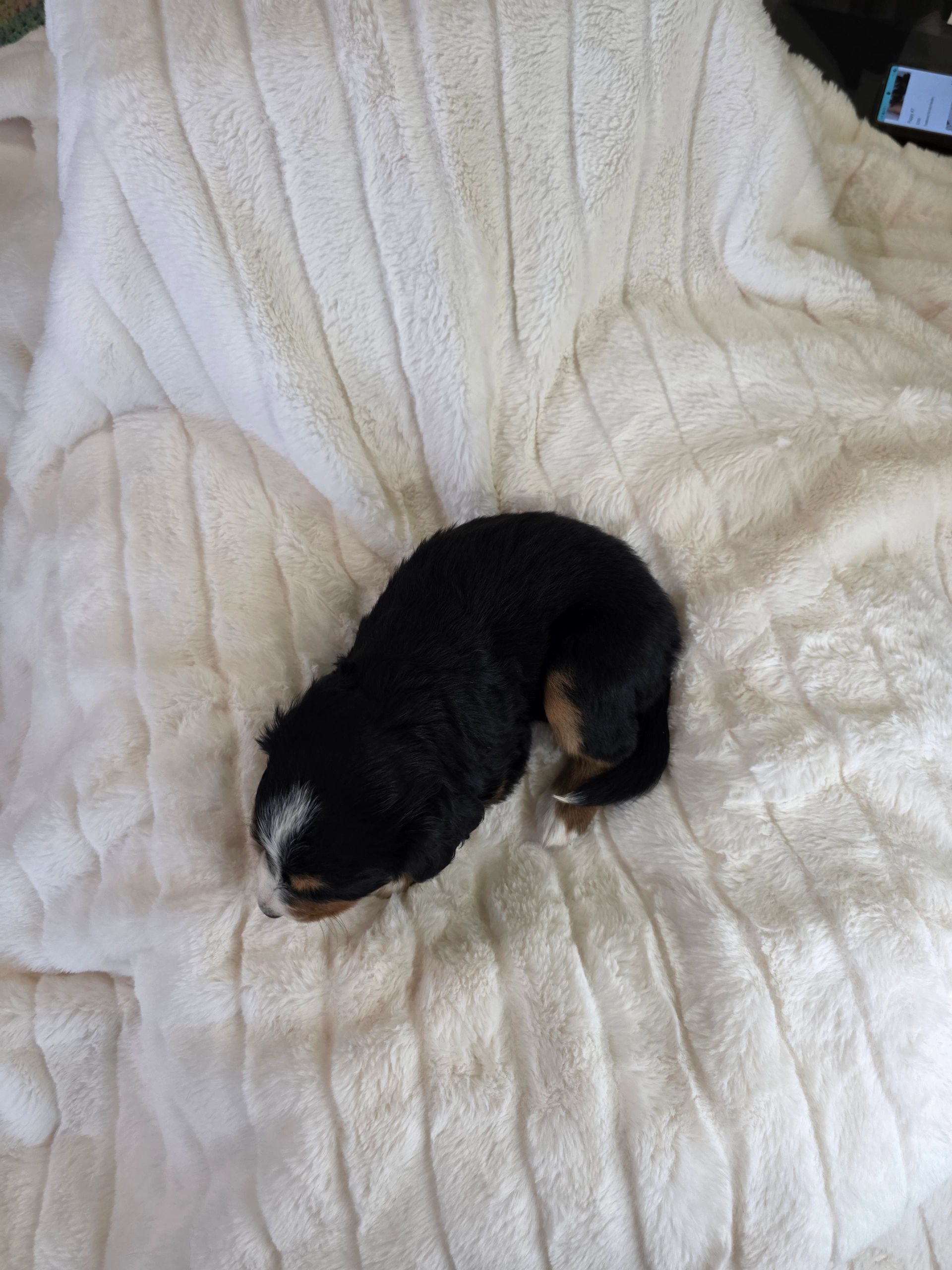 Small black and white puppy resting on a fluffy white blanket.