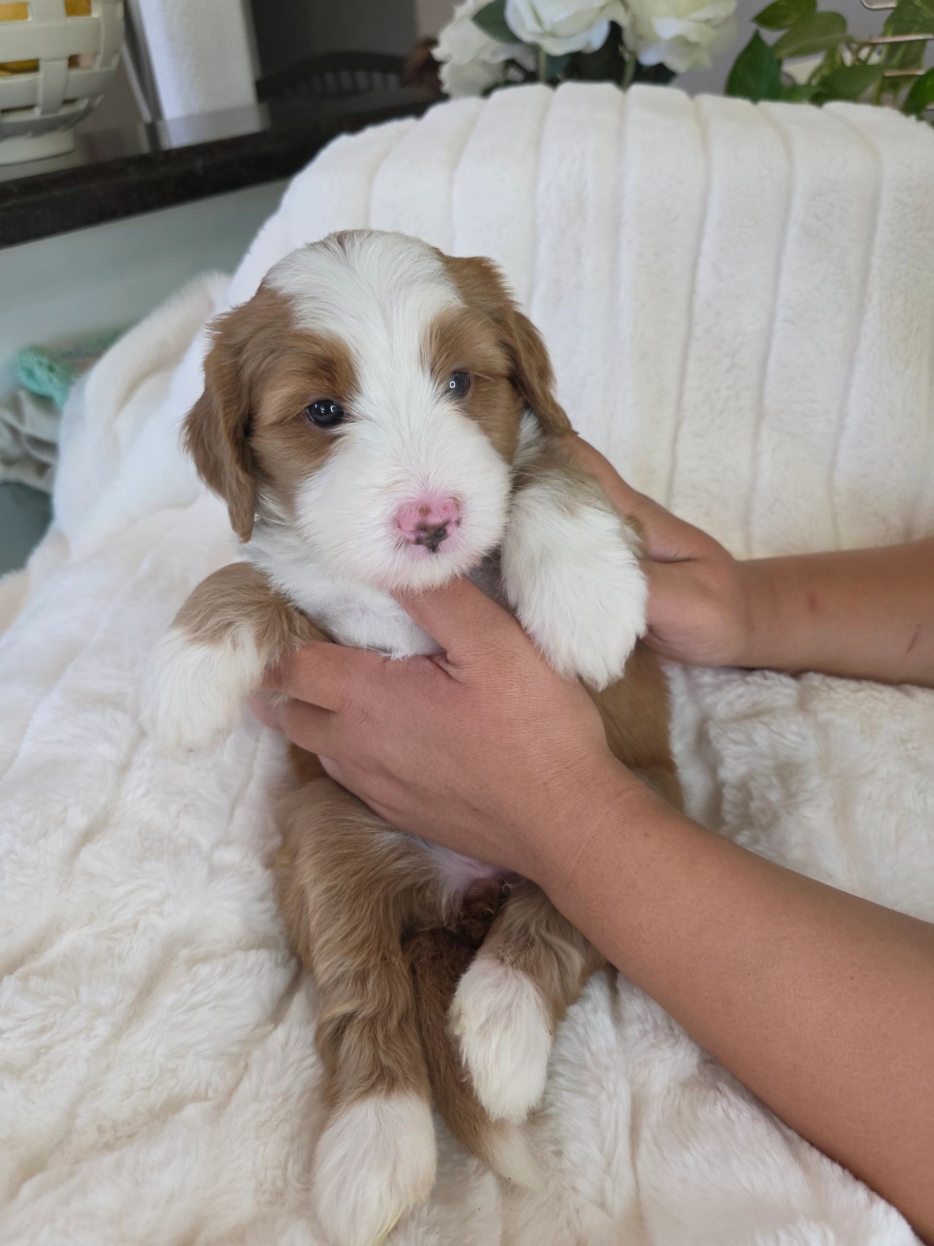 Adorable brown and white puppy being gently held.