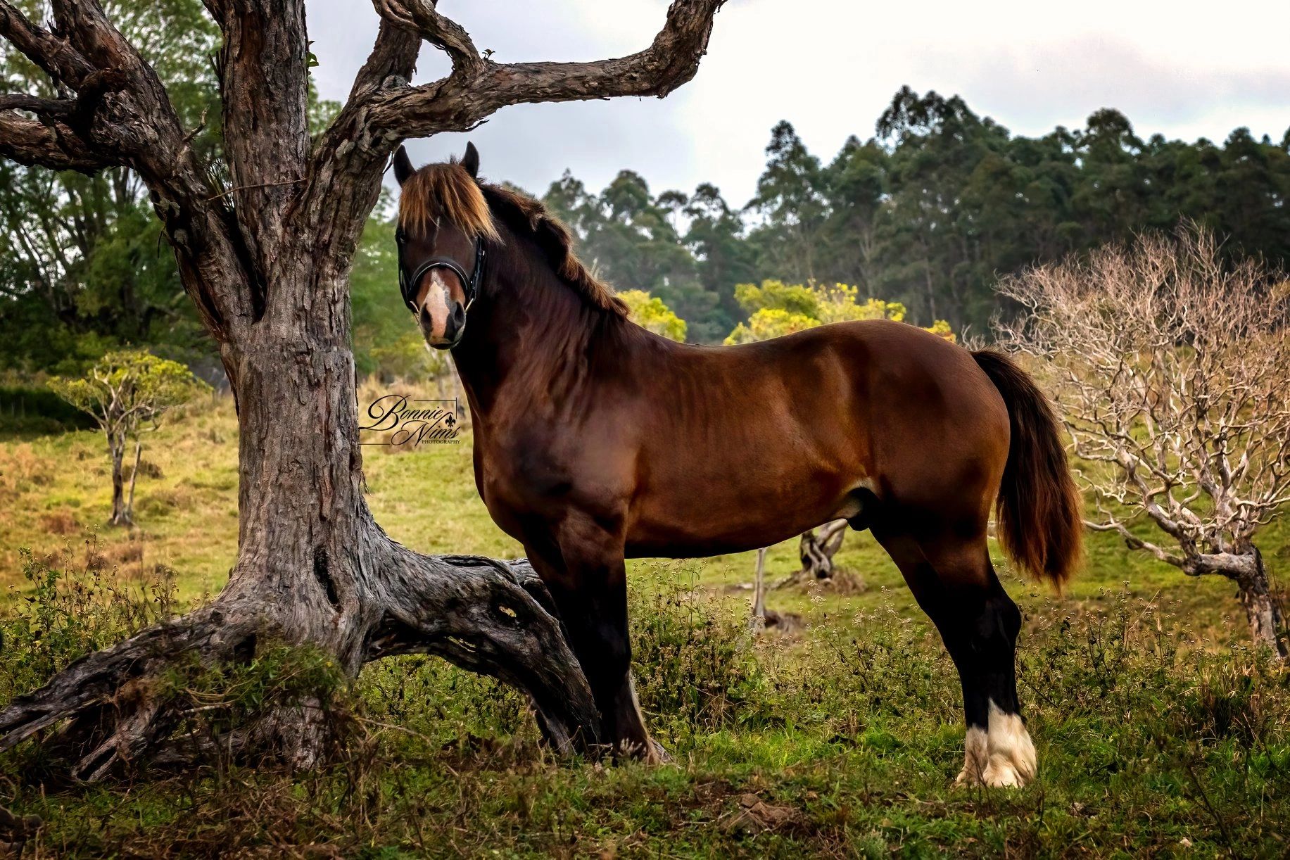 Hair Mineral Analysis for Human and Horses Winding Brooke Farm