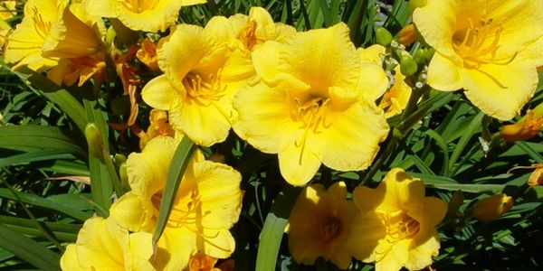 Bright yellow daylilies blooming in sunlight.