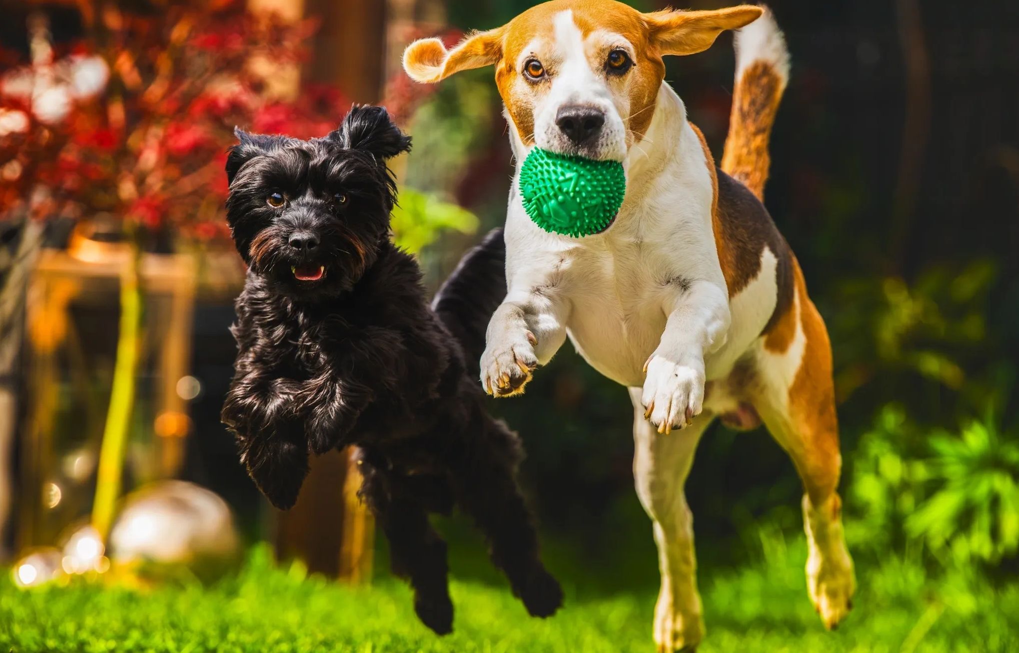 Two dogs playing with a green ball outdoors.