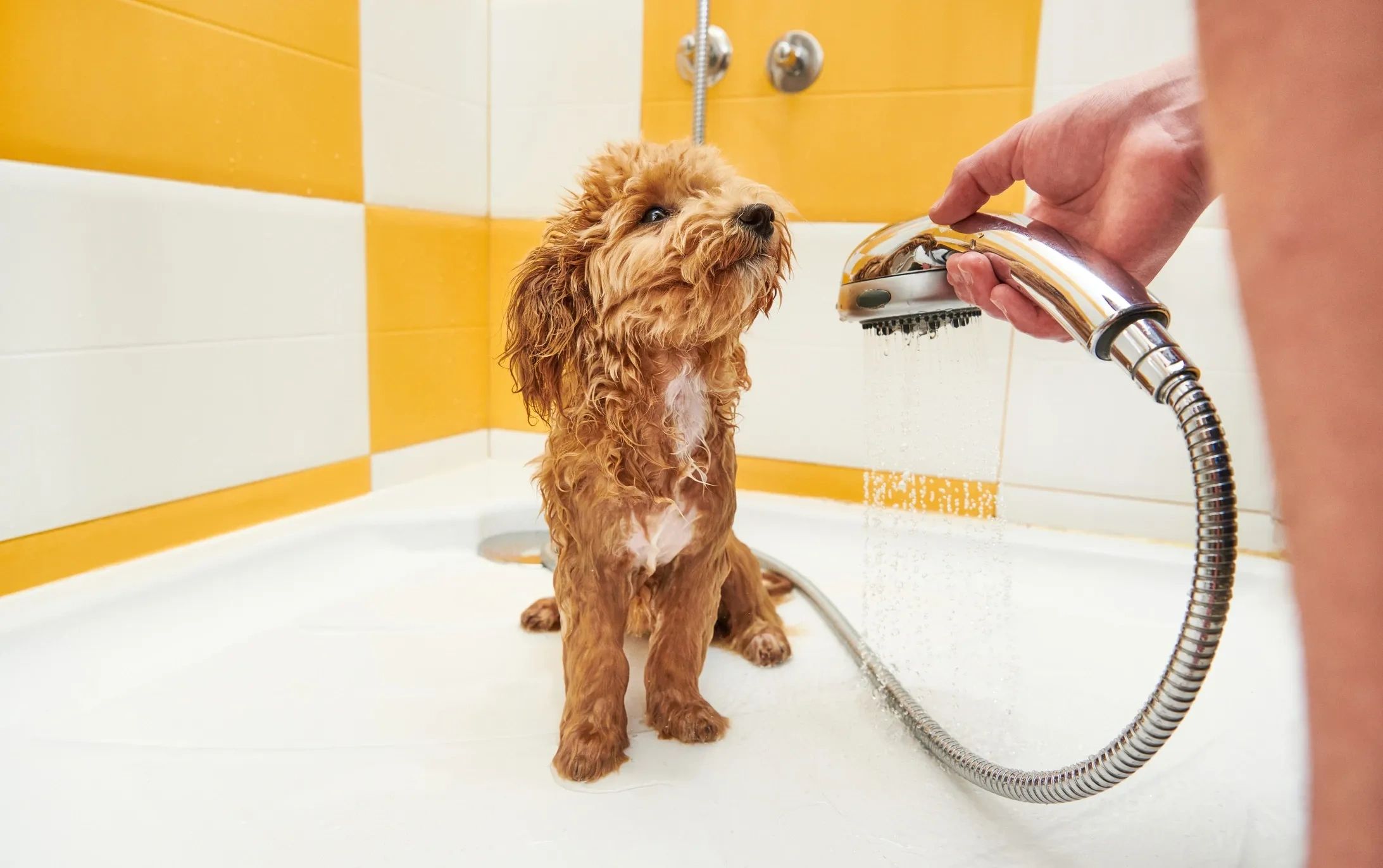 Small dog hesitates as it's about to be bathed.