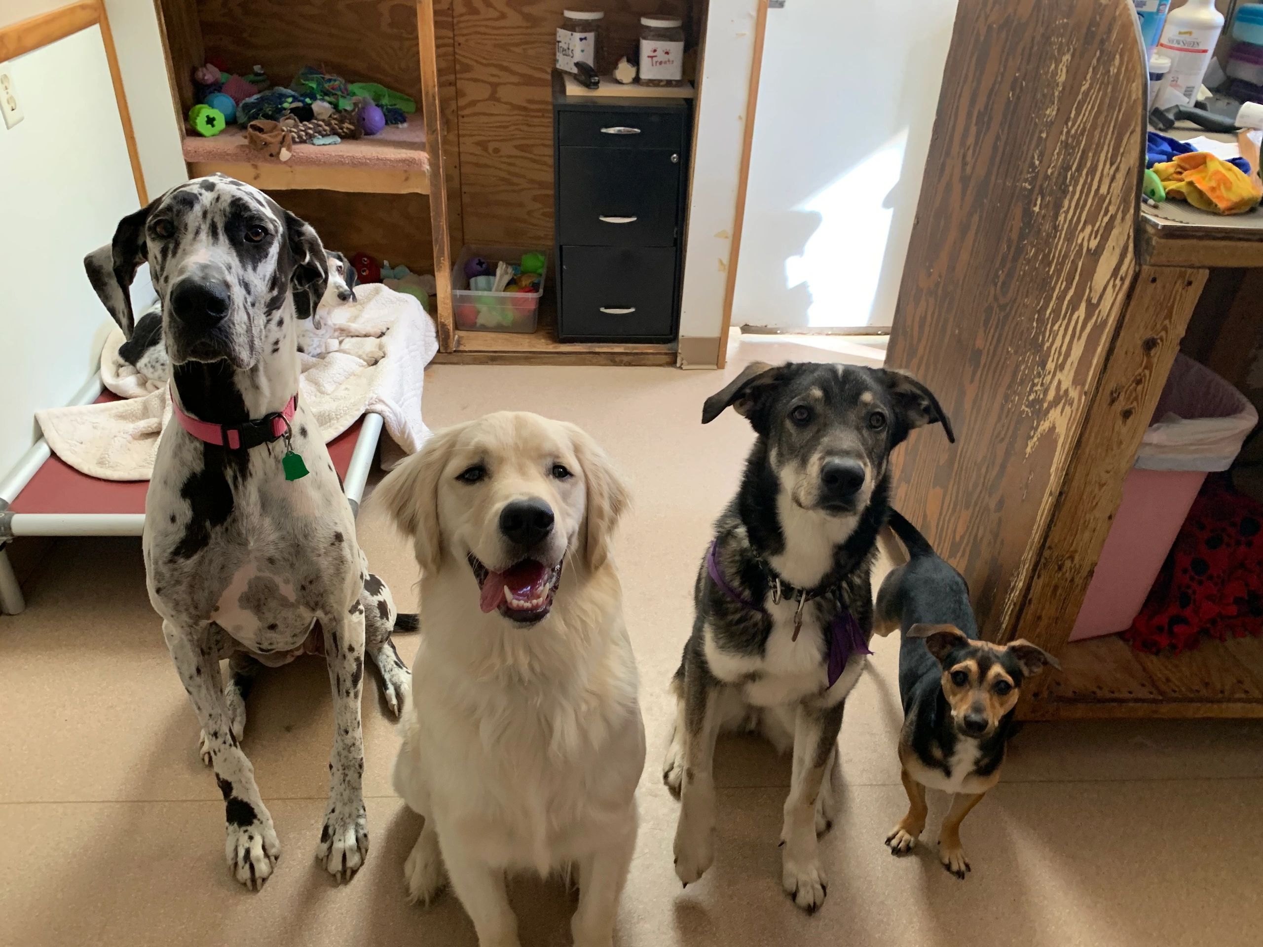 Narnia (Great Dane), Ozzy (Golden Retriever), Keanu (Husky Mix), and DJ (Chi Mix) hanging out. 