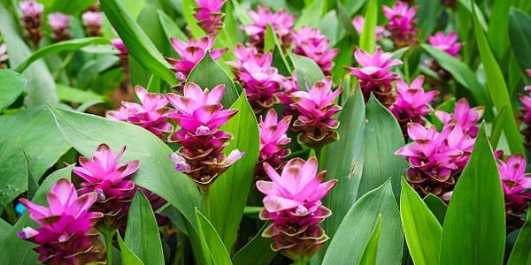 Bright pink flowers surrounded by lush green leaves in a garden.