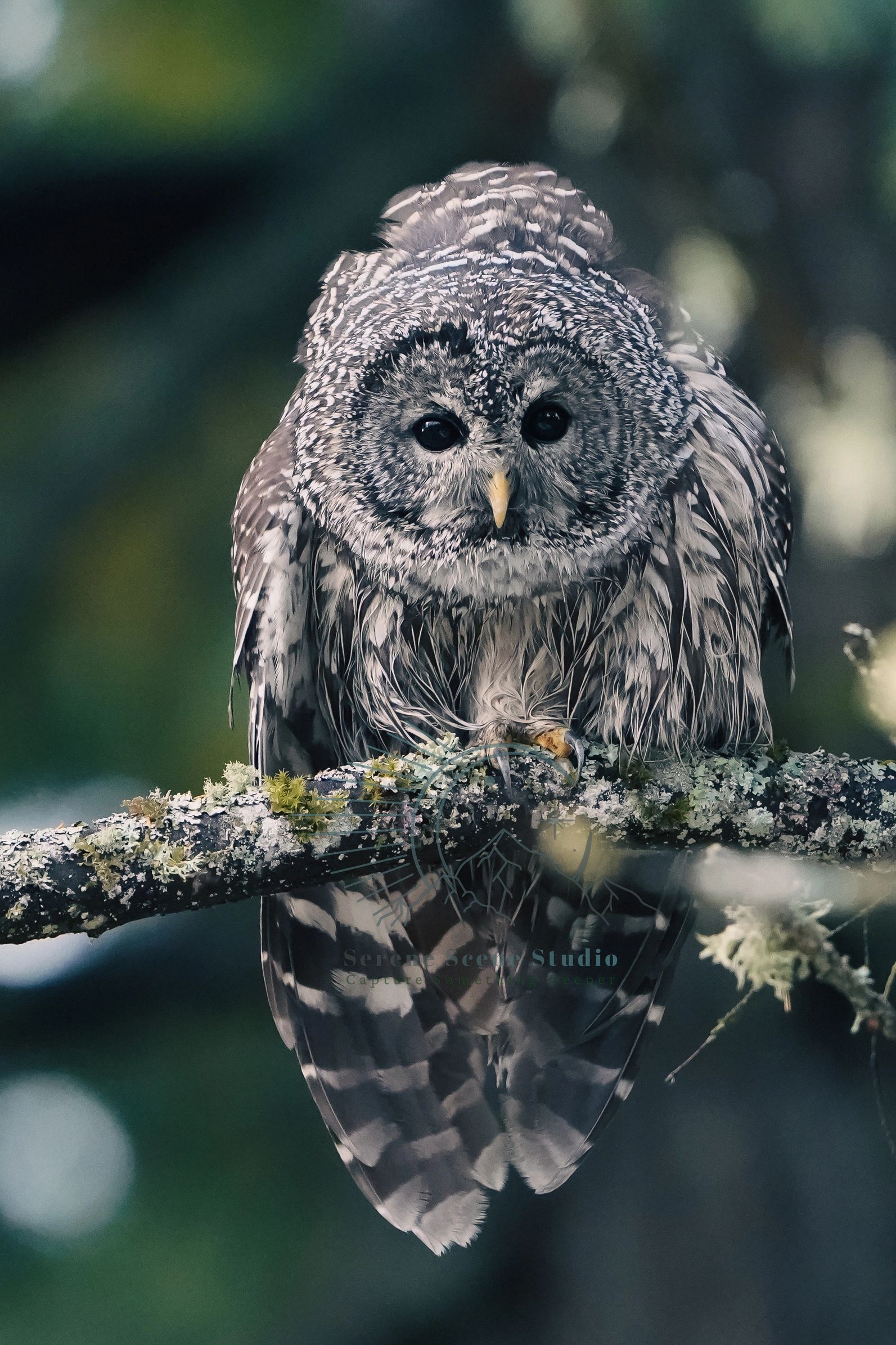 A barred owl perched on a mossy branch in a forest. Quality art photography prints for sale, from Serene Scene Studio in the Cowichan Valley on Vancouver Island. Wildlife and landscape photography by Lucy L Massie, Duncan BC.