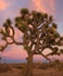 Joshua Tree Residential Detox & Recovery