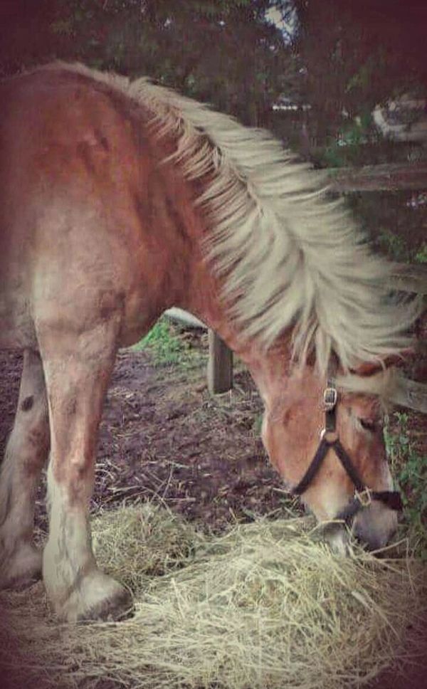 Belgian horse named Destiny 