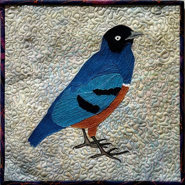 Superb Starling - 12"x12"