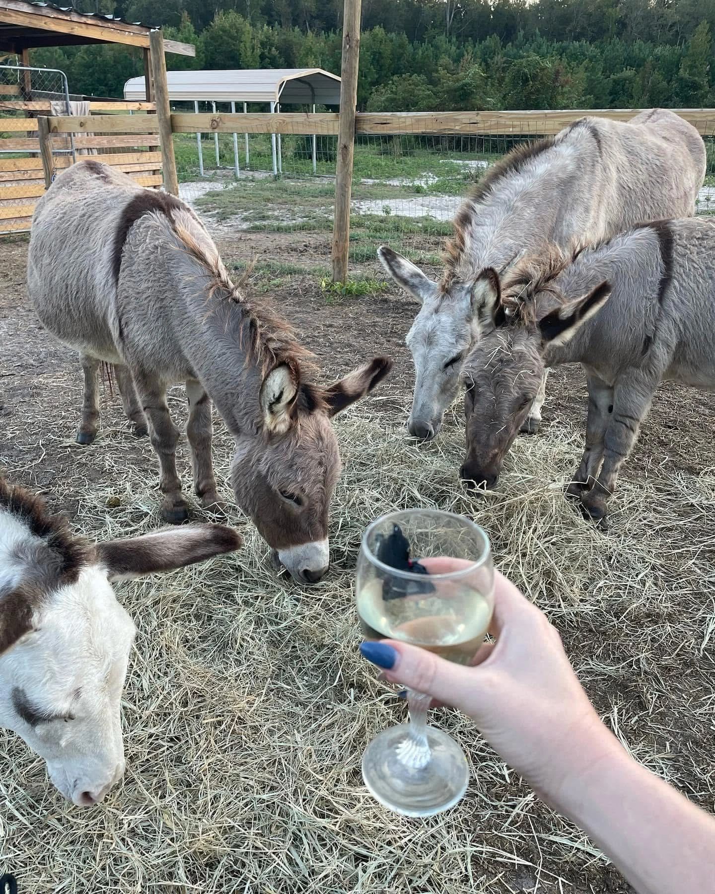 Lily, Agnes, Charlotte and Hazel at Wine with Friends night 
