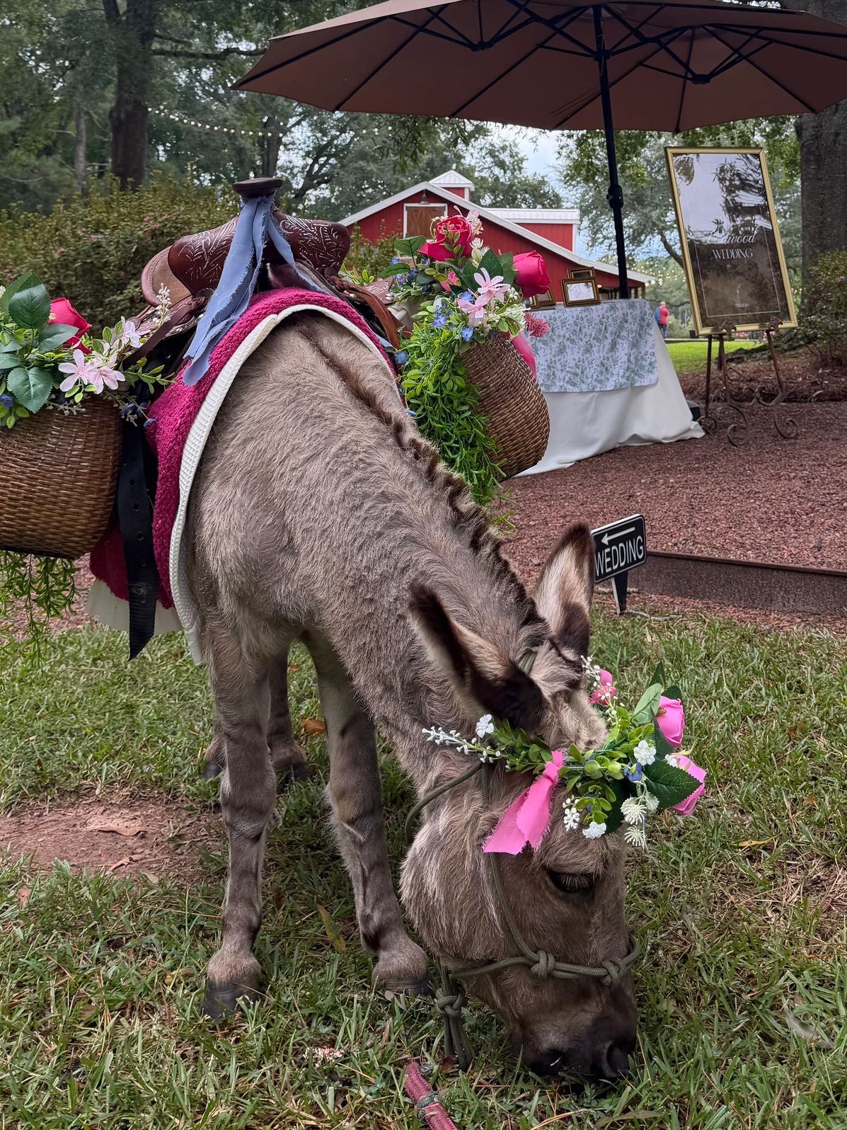 Hazel our sweet mini donkey who is available to do weedings, parties and special events 