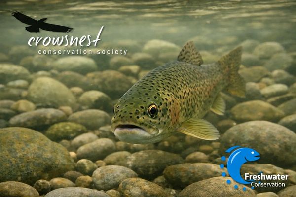 A trout swimming over rocky riverbed with conservation logos.