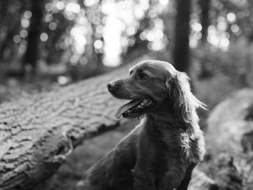 Cocker spaniel on a log in the woods.