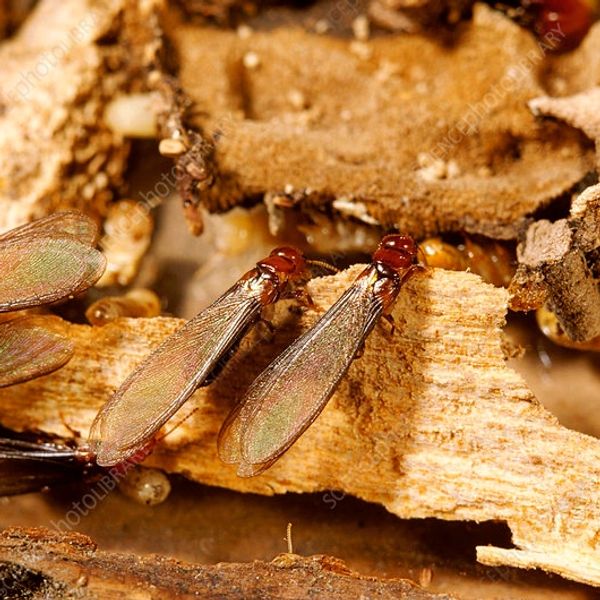 Drywood Termites