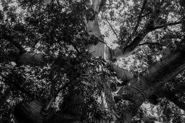 Vista en blanco y negro de un árbol grande desde la base hacia arriba.