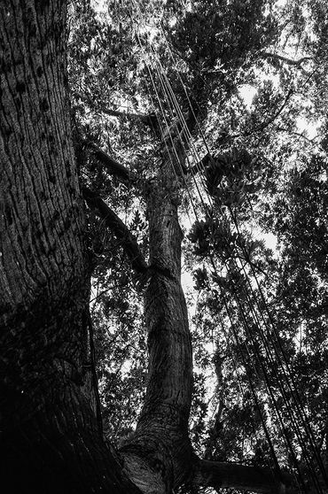 Vista hacia arriba de un árbol gigante en blanco y negro.