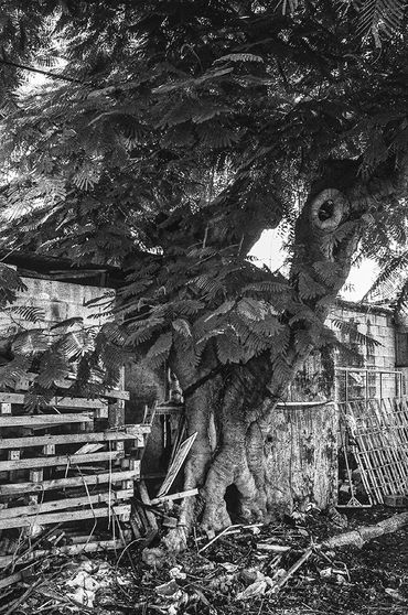 Árbol viejo y robusto en un entorno urbano deteriorado.