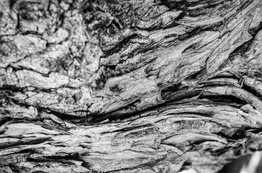 Textura detallada de la corteza de un árbol en blanco y negro.