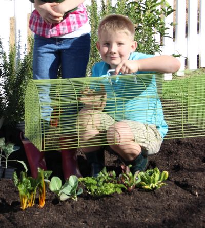 Easy drop-down handle on the BunnyBuddy makes picking herbs and lettuce easy.