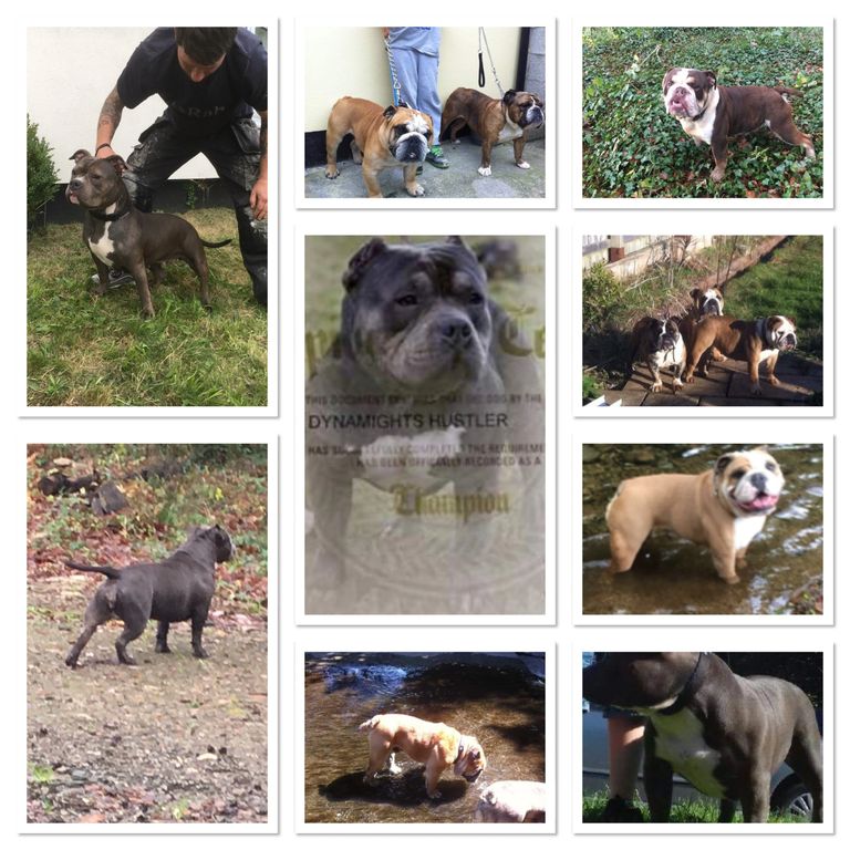 American Bully And Bulldog Breeder Plymouth Devon Uk Dartmoorbull
