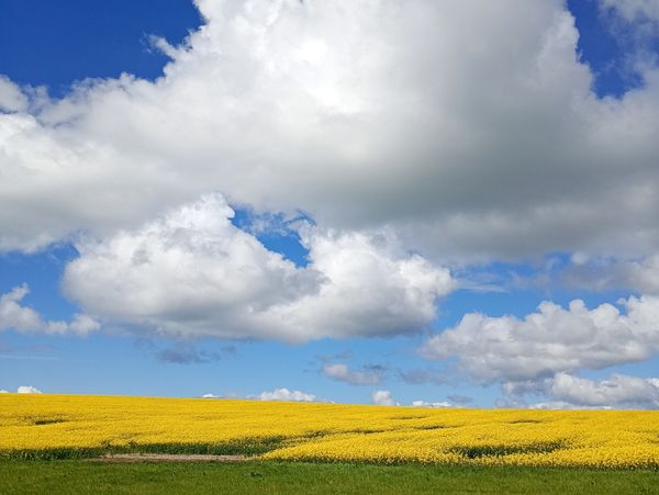 Vibrant yellow field under a bright blue sky with fluffy white clouds.