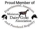 member of miniature dairy goat association