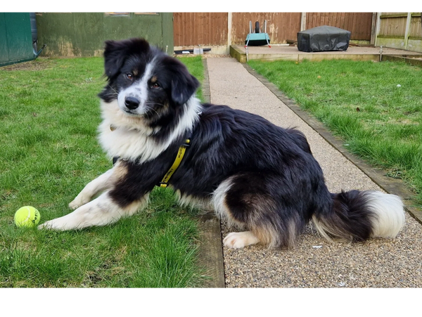 My dog Skye playing with her tennis ball in the garden.