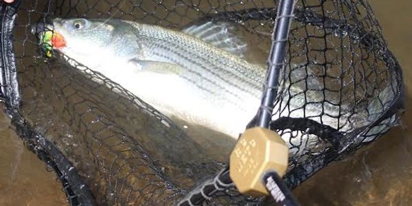 A striped fish caught in a black fishing net above water.