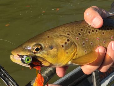 Trophy Brown Trout Streamer Fly Fishing