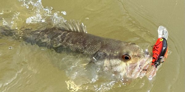 Fish caught with a red and black fishing lure in murky water.