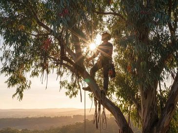 Arborist silhouetted against the sun while climbing a tall tree at sunset.