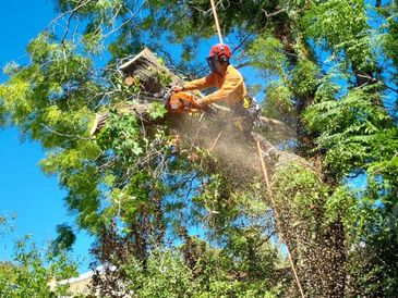 Arborist cutting a large tree branch with a chainsaw while secured by ropes.