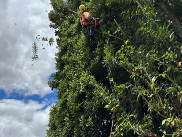 Person in safety gear trimming tall tree branches with a chainsaw.