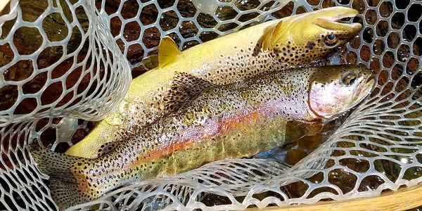 Brown Trout and Rainbow Trout
Colorado Fly Fishing Guide Capt Matt Thomas