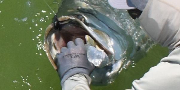 Capt Matt grabs a tarpon.