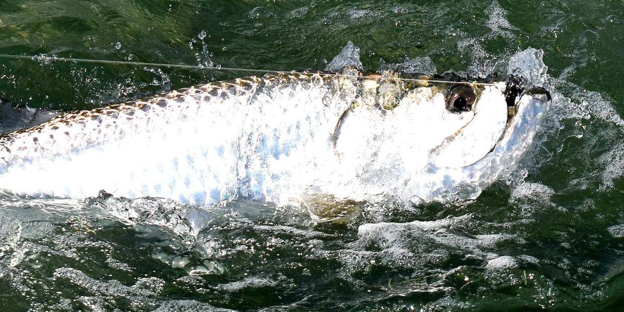 Tarpon - Capt Matt Thomas - Tarpon Fishing Guide in Florida