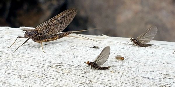 Mayflies on the Colorado River
Blue Winged Olive and March Brown
Fly Fishing Guide Capt Matt Thomas