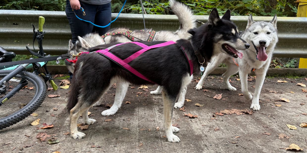 Three huskies on leashes with a bicycle nearby on a leaf-strewn path.