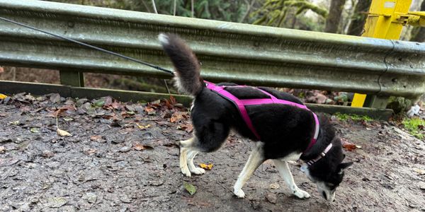A black and white dog with a pink harness sniffs the ground on a wet path.