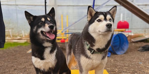 Two attentive Siberian Huskies on leashes in an outdoor training area.