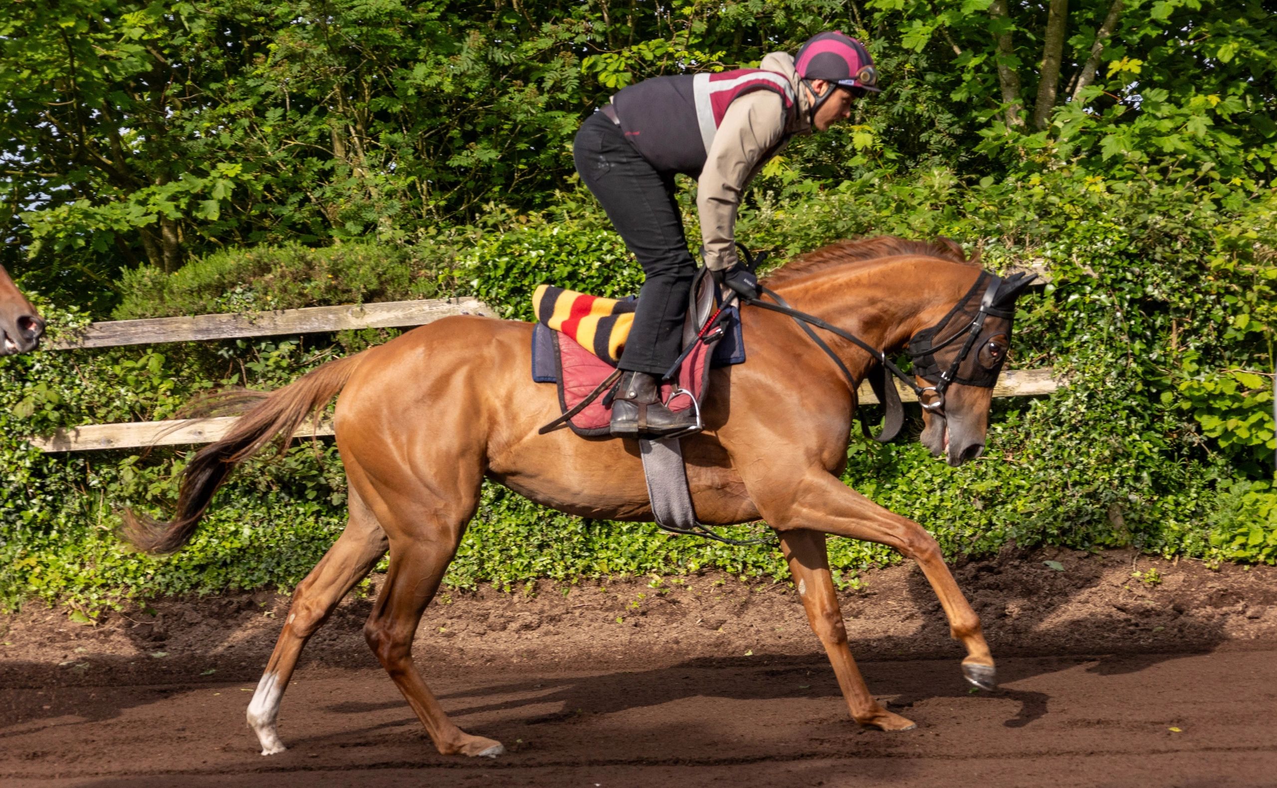 Race Horse Training at Mitchell Racing Stables - Join Us!