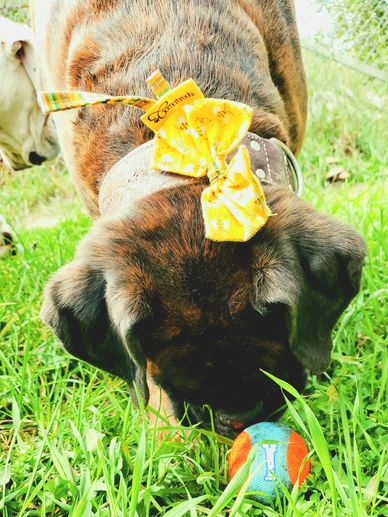 boxer smelling a tennis ball with a custom bumble bee cornerbrooks bow tied onto his collar.