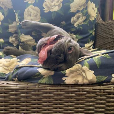 Grey Frenchie being silly on a blue flower chair