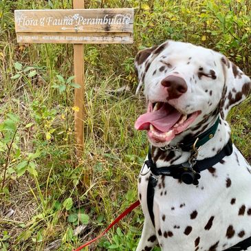 Beautiful Dalmatian smiling by a sign on one of Cornerbrooks  adventure Trails