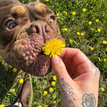 Sweet pup exploring what fun is found in a dandelion