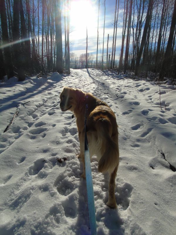 Gold dog walking into sunrise. Sun shining though the trees in the winter