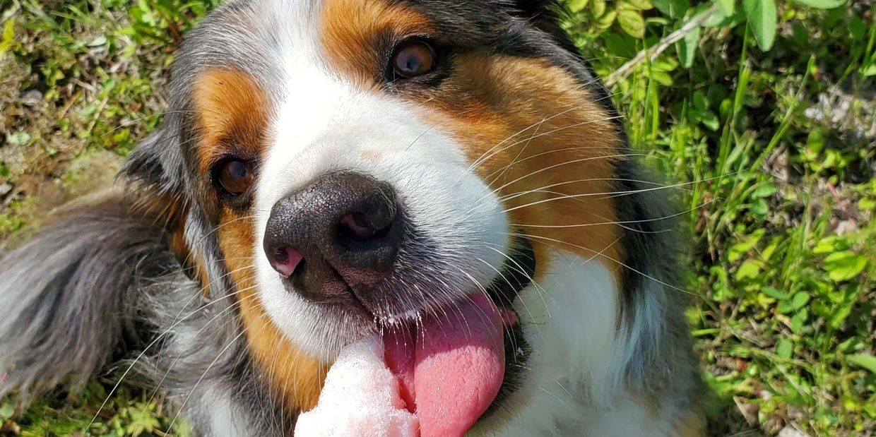 tricolour dog licking a frozen treat with a happy content look on his face