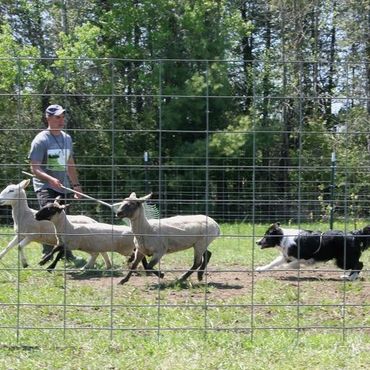 OBVCC Ottawa Valley Border Collie Club Herding