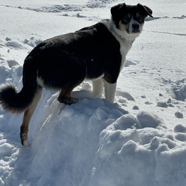 OBVCC Ottawa Valley Border Collie Club 