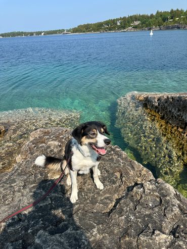 OBVCC Ottawa Valley Border Collie Club 
